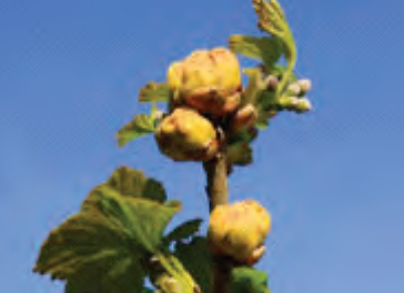 Ilustracja do pytania