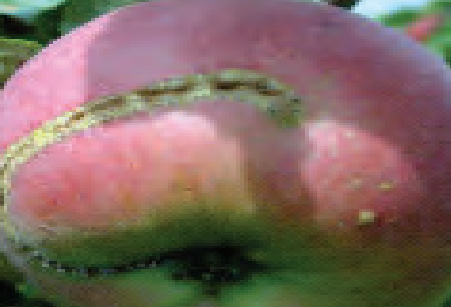 Ilustracja do pytania