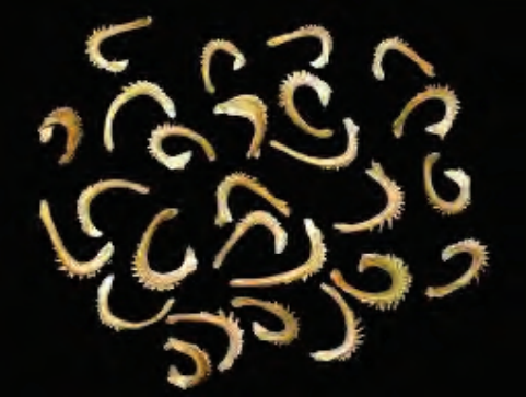 Ilustracja do pytania 30