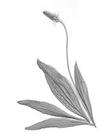 Ilustracja do pytania 32