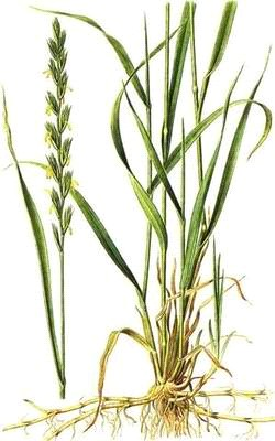 Ilustracja do pytania 5