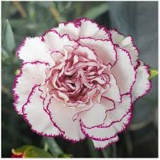 Ilustracja do pytania 33