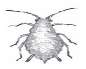 Ilustracja do pytania 10