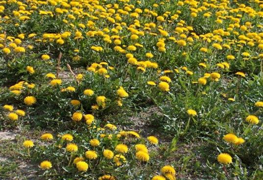 Ilustracja do pytania 11