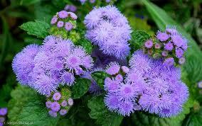 Ilustracja do pytania 13