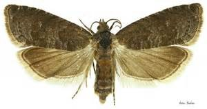 Ilustracja do pytania 17