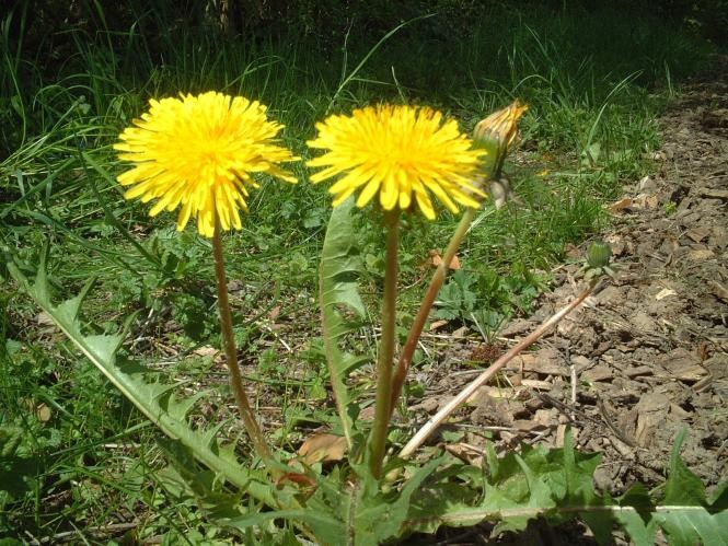 Ilustracja do pytania 10