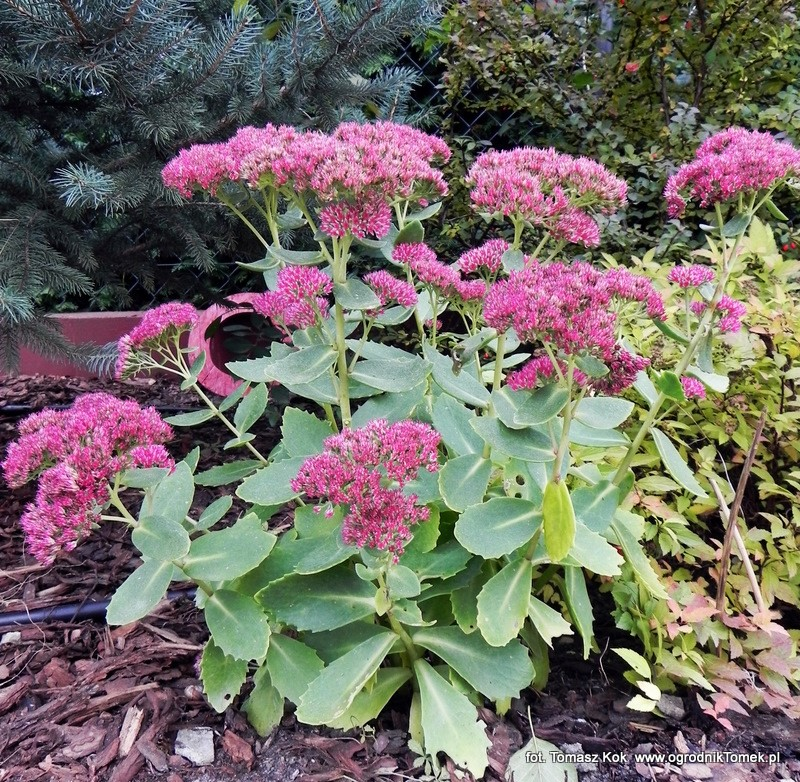 Ilustracja do pytania 32