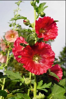 Ilustracja do pytania 36