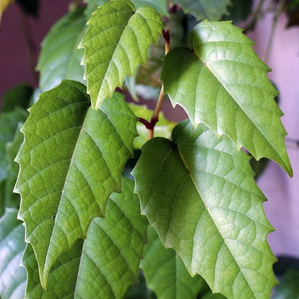 Ilustracja do pytania 7