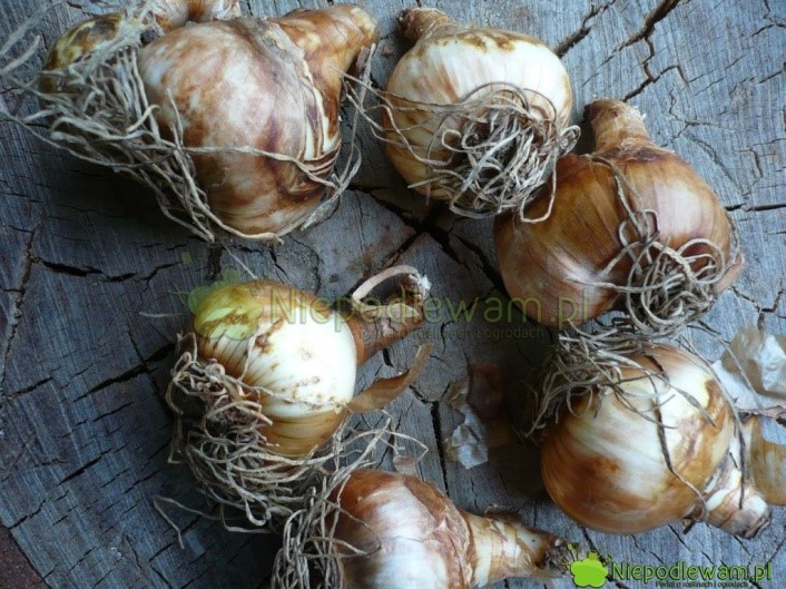 Ilustracja do pytania 6