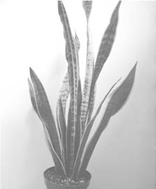 Ilustracja do pytania