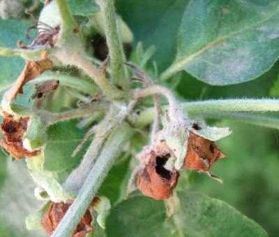 Ilustracja do pytania 8