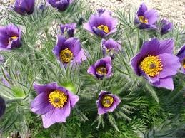 Ilustracja do pytania 35