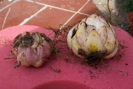 Ilustracja do pytania 8