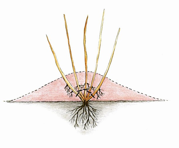 Ilustracja do pytania 33