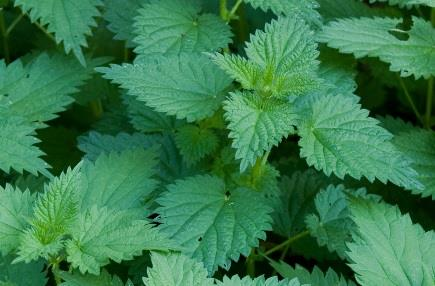 Ilustracja do pytania 19