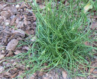 Ilustracja do pytania 1