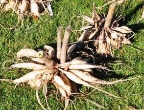 Ilustracja do pytania 6