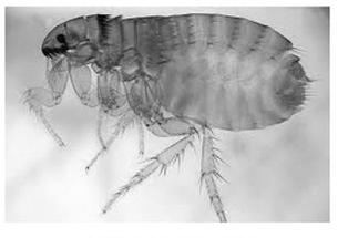 Ilustracja do pytania