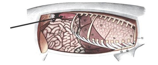 Ilustracja do pytania 39