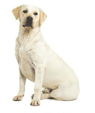 Ilustracja do pytania