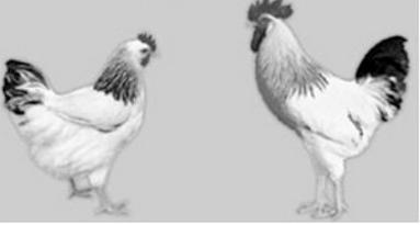 Ilustracja do pytania 1