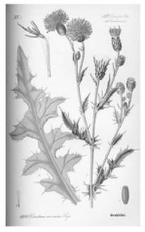 Ilustracja do pytania 12