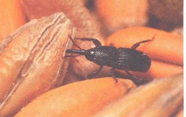 Ilustracja do pytania