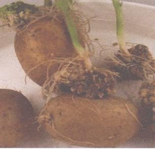 Ilustracja do pytania 10