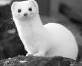 Ilustracja do pytania