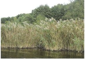 Ilustracja do pytania 37