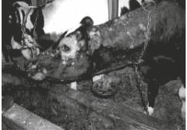 Ilustracja do pytania