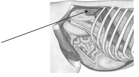 Ilustracja do pytania