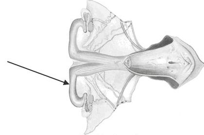 Ilustracja do pytania