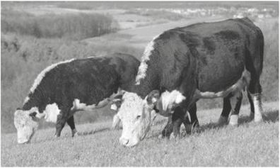 Ilustracja do pytania