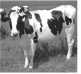 Ilustracja do pytania 16