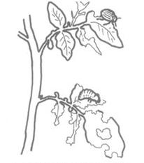 Ilustracja do pytania