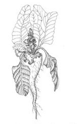 Ilustracja do pytania