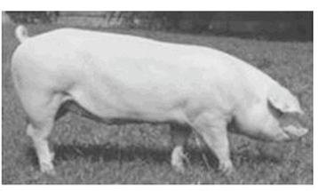 Ilustracja do pytania