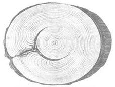 Ilustracja do pytania 20