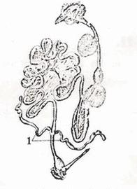 Ilustracja do pytania