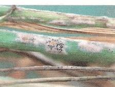 Ilustracja do pytania