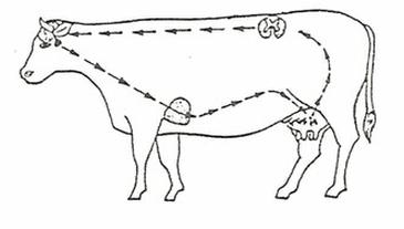 Ilustracja do pytania 16