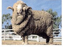 Ilustracja do pytania