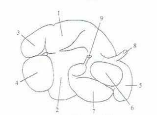 Ilustracja do pytania