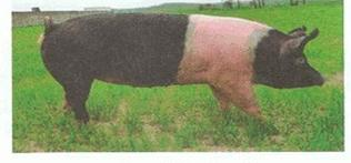 Ilustracja do pytania