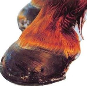 Ilustracja do pytania 32