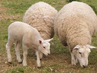 Ilustracja do pytania 24