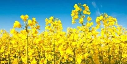 Ilustracja do pytania 12